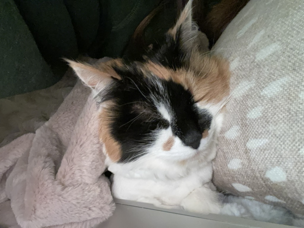 Beautiful calico cat with bright, alert expression